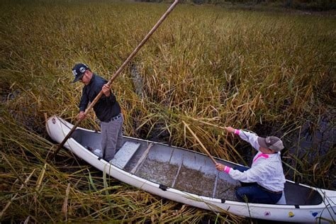 GRASS ROOTS! TRUE Native American WILD Rice-Bones-Muscle-Low Glycemic-Heart [1/4 Lb.-1/2 Lb.]