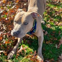 Image 2 of Slumber Pawty Collection - Tartan Plaid Pajamas - Bandana