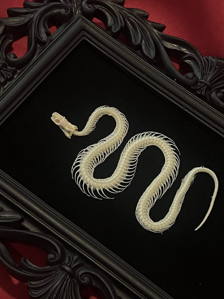 Image of Snake Skeleton 