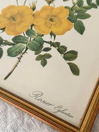 Image 5 of Cadres botaniques