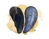 Blue Mussel shell