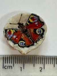 Image 1 of Peacock Butterfly Miniature Shell