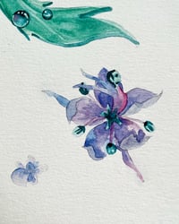 Image 2 of Blue Thimble Flower