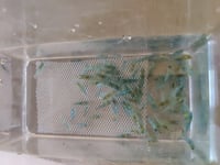 Image 2 of  Blue Jelly