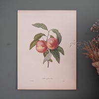 Image 7 of Planches  Anciennes les fruits de Redouté