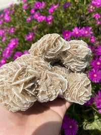 Image 4 of Desert Rose Cluster 
