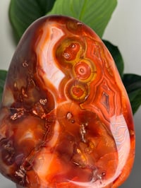 Image 5 of XXL BANDED CARNELIAN FREEFORM -MADAGASCAR- 