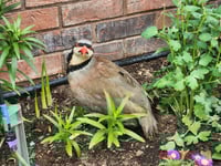 Image 2 of Chukar Hatching eggs