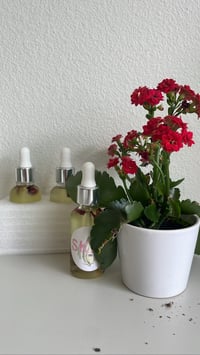 Image 3 of Rose petal serum 