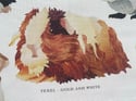Rocket & Co. - Guinea Pig Breeds tea towel 
