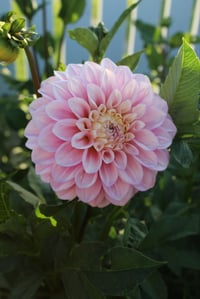 Image 3 of Florelie Pirouette