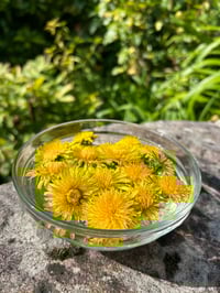 Image 1 of Esencia floral de DIENTE DE LEÓN