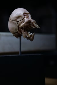 Image 18 of Vampire fetal skull, original art, dark academia