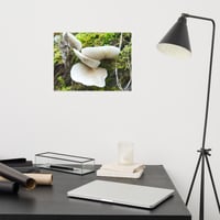 Image 5 of Mushroom Tree Premium Photo Print 