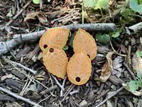 Image 1 of DMG’s Luminous Woods