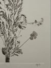 Bouquet 01 - A4 - Original Botanical Monoprint