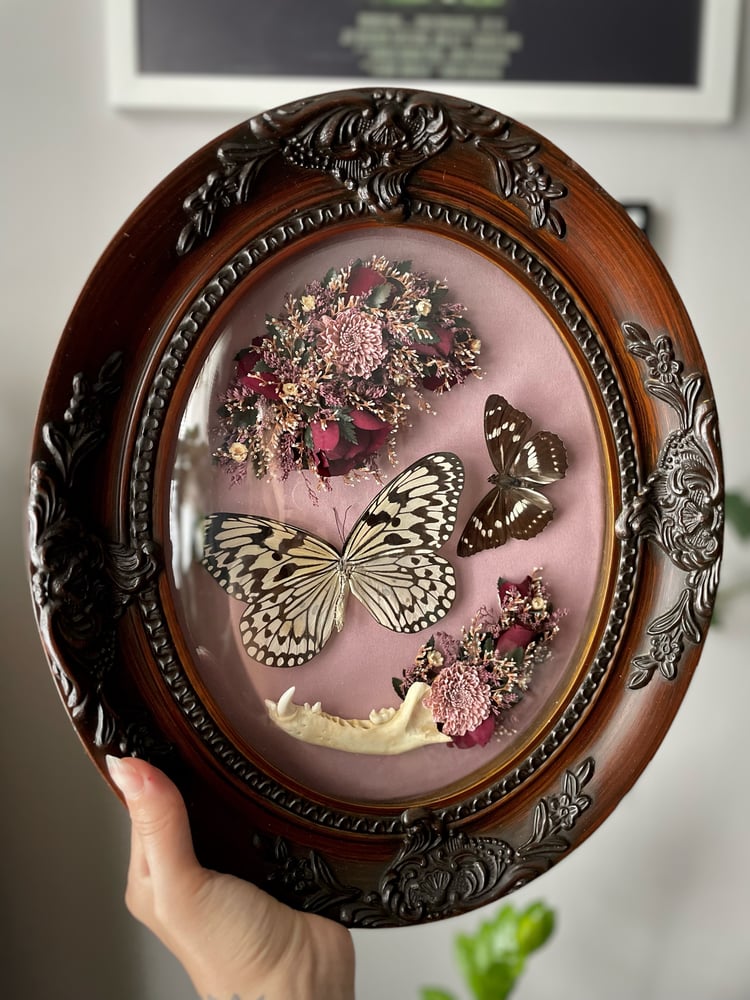 Image of Victorian butterflies 