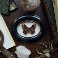 Image 2 of Peacock Butterfky