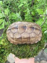 Image 1 of Stinkpot Turtle Shell