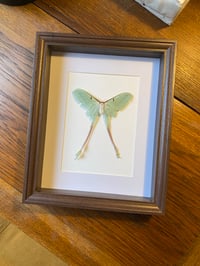 Image 1 of Actias dubernardi