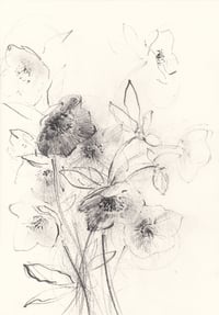 Hellebores II
