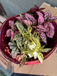 Image 4 of Polka Dot Plant in Coral/Pink Bowl
