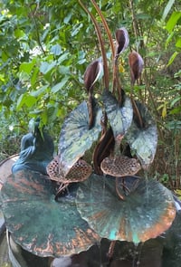 Image 1 of 🌿🍃Arum & Lotus 🌿🍃