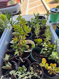 $5 succulents 