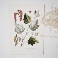 Image 5 of Planches De Botanique Aune, Platane, Erable & Peuplier