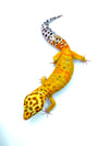 Bold Halloween Mask Inferno (Proven Breeder)