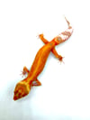 High Contrast Tangerine Tremper (Proven Breeder) G-02