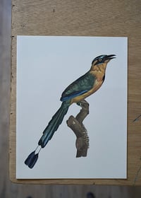 Image 5 of Planches De Bestiaire Du Muséum D'histoire Naturelle - les oiseaux .
