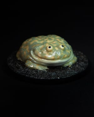 Budgett’s Frog Model