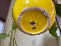 Image 3 of Golden Pothos in Yellow Smiley Pot