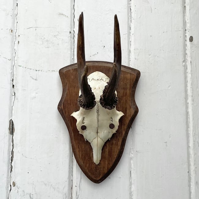 Little mounted Roe Deer Skull