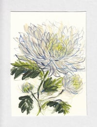 Chrysanthemum no. 1