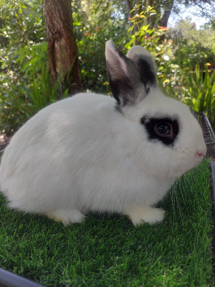 Image of Oero (M)
