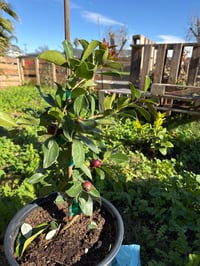 Image 2 of Guava white 