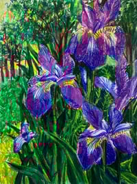 Image 1 of Iris Study
