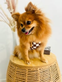 Image 4 of Designer Pet Shirt