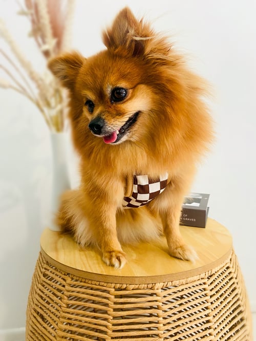 Image of Designer Pet Shirt