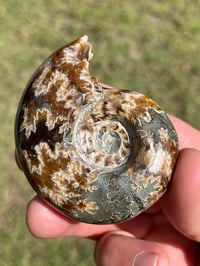 Image 12 of Ammonite Fossil | Madagascar #2994