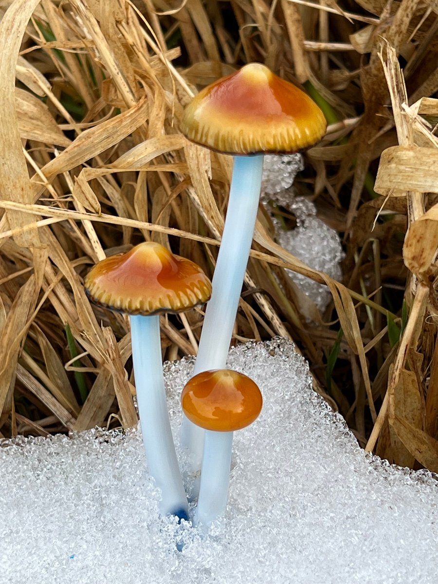 Image of 3 Dune Grass Mushroom Plant Spike