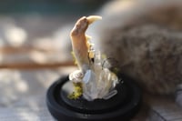 Image 3 of Campana con mandibola di gatto