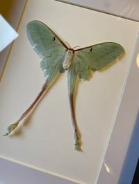 Image 2 of Actias dubernardi