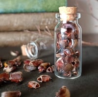 Image 2 of Tarantula fangs vial