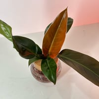 Image 2 of Orange Prince Philodendron 4”inch Propagation Glass Bowl