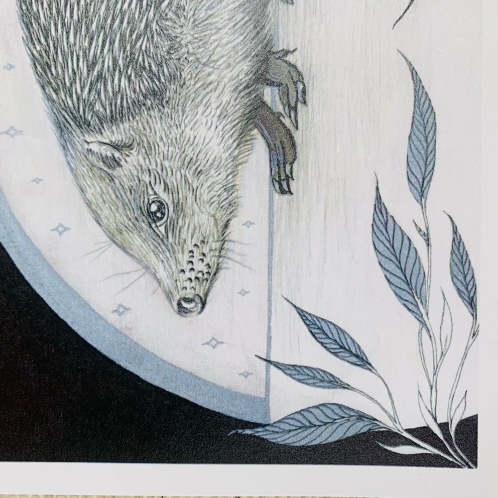 Image of Hedgehog