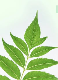 Neem Skin Toner 