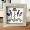 Plum Chrysanthemum, Veronica, Lavender And Catmint Wildflowers In 6" X 6" Shadow Box (Item# 202206S)